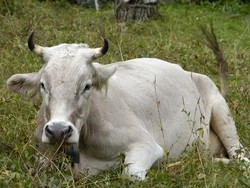 Il caldo e gli animali:&nbsp;ecco come sono difesi