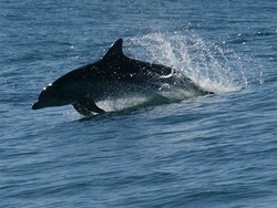 Cercansi delfini per censimento&nbsp;In 16 anni si sono dimezzati