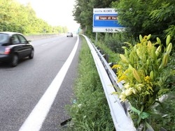 L’investitore ha rifiutatoil prelievo del sangue