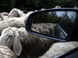 Le pecore fuggonoe frenano le auto