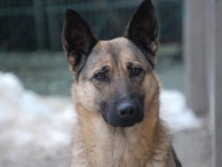 Anziano cade in una scarpataI soccorsi chiamati da un cane