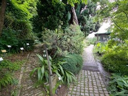 Prime fioriture all’orto botanico Domenica apertura straordinaria