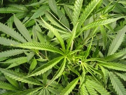 Marijuana nel carro attrezziBlitz della finanza a Busto