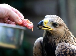 Un’aquila reale a VareseHa 4 mesi e si chiama Lady