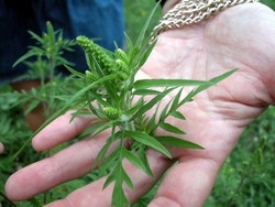 Cinquemila starnuti di troppoL’ambrosia stavolta fa male