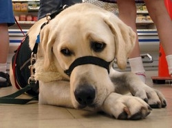 Cani: allarme maltrattamentiSono oltre 750 mila in Italia