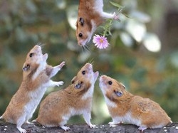 Accudire ai piccoli animali?Ora la scuola &egrave; on line