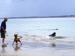 Cani sulle spiagge: divieti spesso illegali
