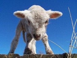 Pasqua, agnello preferito a tavola Gli animalisti: non mangiatelo
