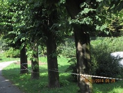 «Allarme, lavori in Villa» Ma non sono per il park