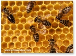 Contro il pericolo dei pesticidi alveari nelle grandi metropoli