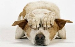Animali domestici, rischio “botti” Ecco le regole per Capodanno