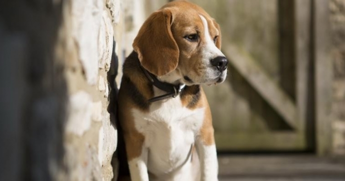 “Anonima” dei cani
Aumentano i sequestri