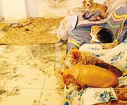 Appello sui social per i cani
«Sono sott’acqua, aiutatemi»
