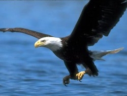Decine di specie animali in pericolo Si mobilitano le oasi e le riserve
