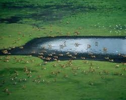 Le forme viventi nella preistoria vittime di uno sterminio ecologico