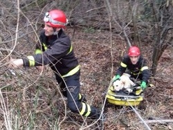 Cagnolino scivola e si ferisce
Lo salvano i vigili del fuoco