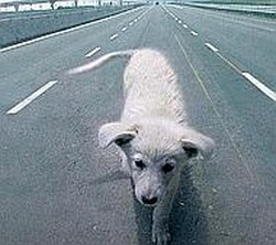 Cane abbandonato in autostrada? Baster&agrave; un sms per salvarlo
