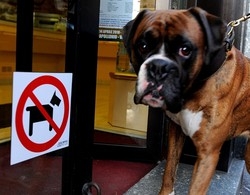 Cani al bar: sì, no, forse, non si sa
Niente regole  in città