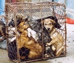 Carne di cane alla festa cinese Il web blocca la tradizione