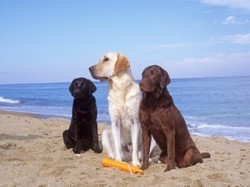 Le vacanze e gli animali Come curarli e cosa fare