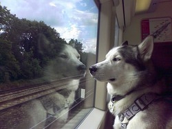 Troppi limiti ai cani in treno Pronta la class action anti Fs