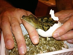 Ecco i baby coccodrilli nati in uno zoo viennese