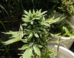 Disoccupato e coltivatore
In casa fiorisce marijuana