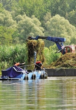 È Ludvigia l’ultima grana del lago
Si fa ammirare ma uccide le acque