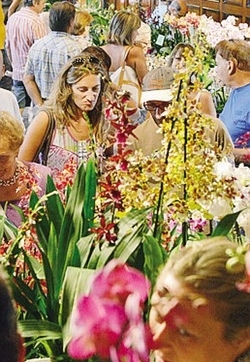 Fenomeno orchidea in città
Pienone ai corsi “salva vita”