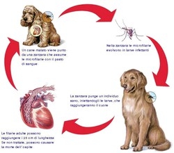 Zanzare in azione pure d’inverno Allarme filariosi per cani e gatti