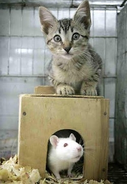 Artisti con gatti e topi Una mostra li celebra