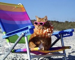 Vacanze da re per Fido Ma spesso costa caro