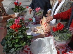 I ciclamini in piazza
contro la Sclerodermia