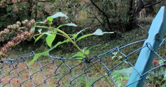 Il bosco non piace?
Sgridiamo i vandali