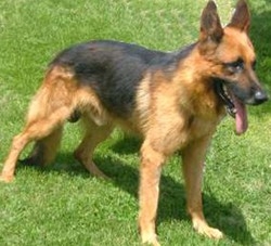 «Il tuo cane mi ha fatto cadere»
E la lite in centro finisce in Aula