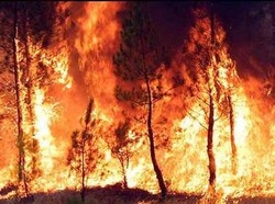 Italia, allarme incendi boschivi “Con gli alberi risparmi miliardari”