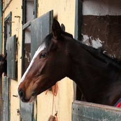 Ippodromo al buio
«Facciamo tutti
un passo indietro»