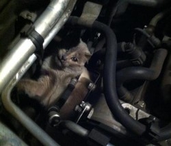 La macchina non parte
C’è un gatto nel motore