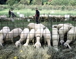 La pecorella s’impiglia nella rete
Salvata dal nonno e dai pompieri