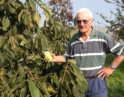 Le banane del “casbenatt”
 «Crescono con la passione»