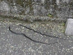 Le bisce vanno a caccia di fresco
E i varesini se li ritrovano in cantina