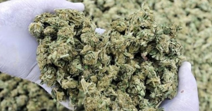 «Marijuana in casa? Non sapevo» Fratello condannato, l’altro a casa