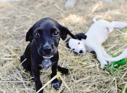 Missing Fido: è allarme 
E il Comune apre la bacheca