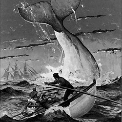 Trovata la baleniera che ispir&ograve; “Moby Dick”