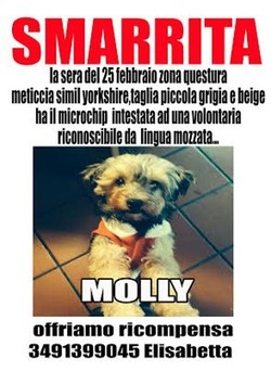 Molly è scappata di casa
Cercasi cagnolina a Casbeno