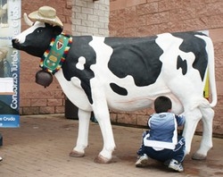 AgriVarese, la Mucca Margherita vera star ai Giardini estensi