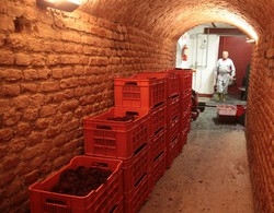 Nella cantina sotto il Circolo
 il mosto è quello di una volta