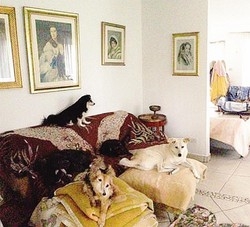 Nella casa dei cani un virus
poteva colpire i volontari
