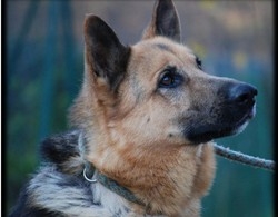 Non riesce a dormire e avvelena il cane